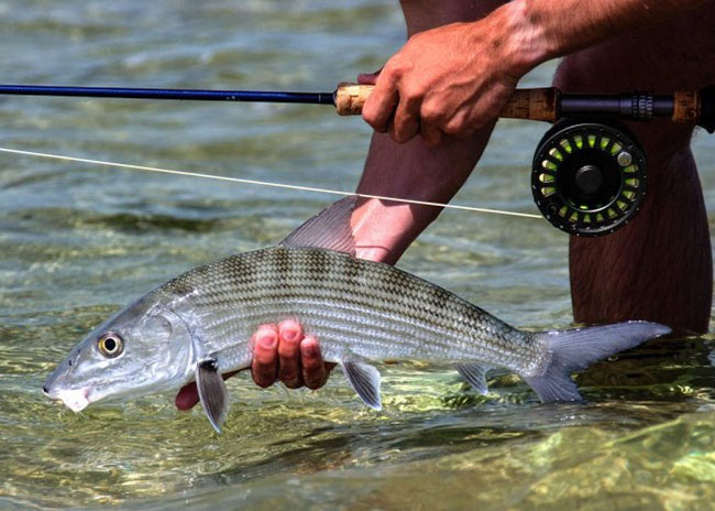 Charlie approaching the water to get his fish during his fly fishing tour.